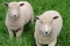Ryeland Lambs